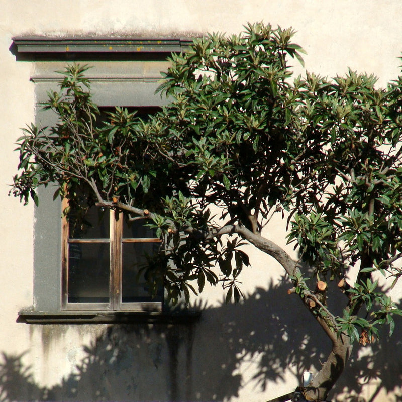 Baum in Taormina 